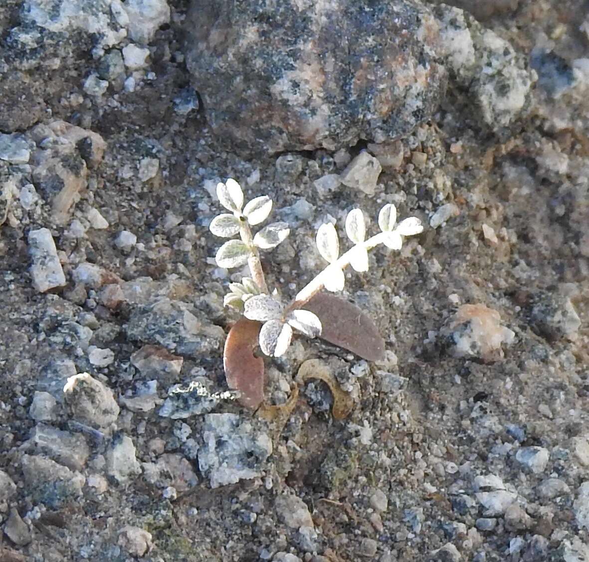 Image of triplerib milkvetch