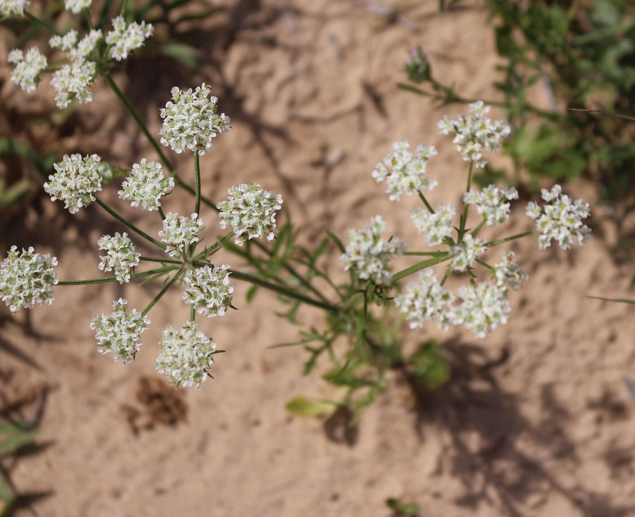 Plancia ëd Eurytaenia texana Torr. & Gray