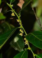 Image of Phyllanthus assamicus Müll. Arg.