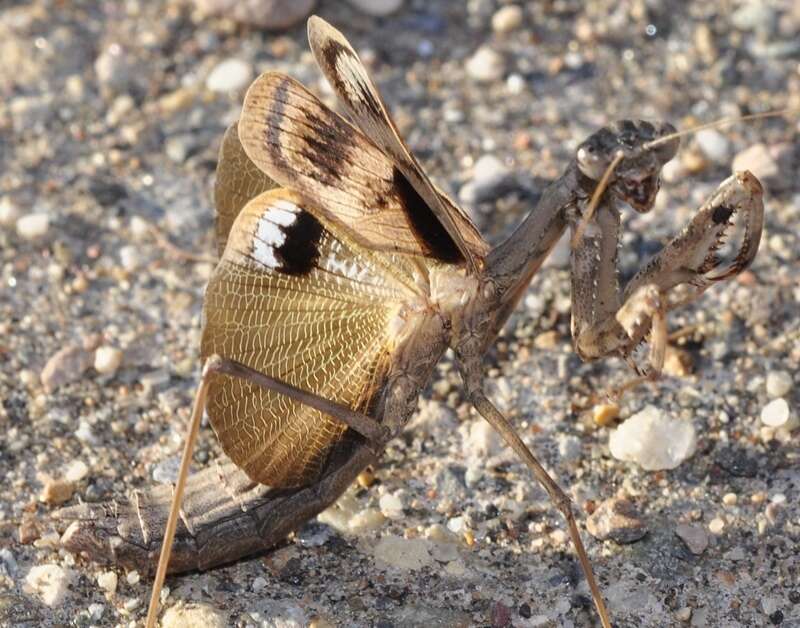 Image of Rivetina baetica Rambur 1839