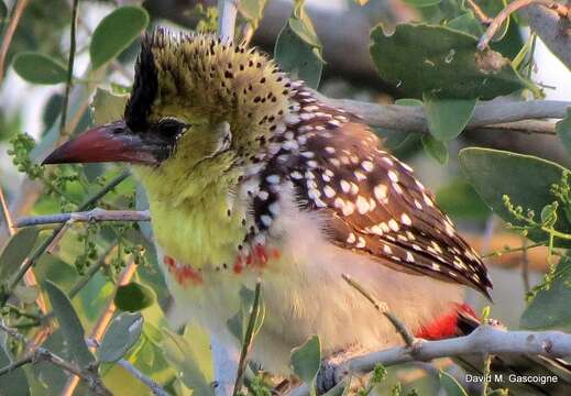 Image of Yellow-breasted Barbet