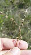 Image of River-Swamp Nut-Rush