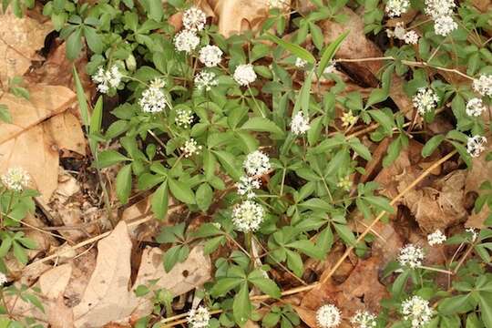 Imagem de Panax trifolius L.