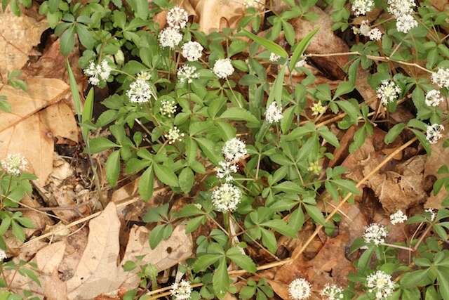 Image of dwarf ginseng