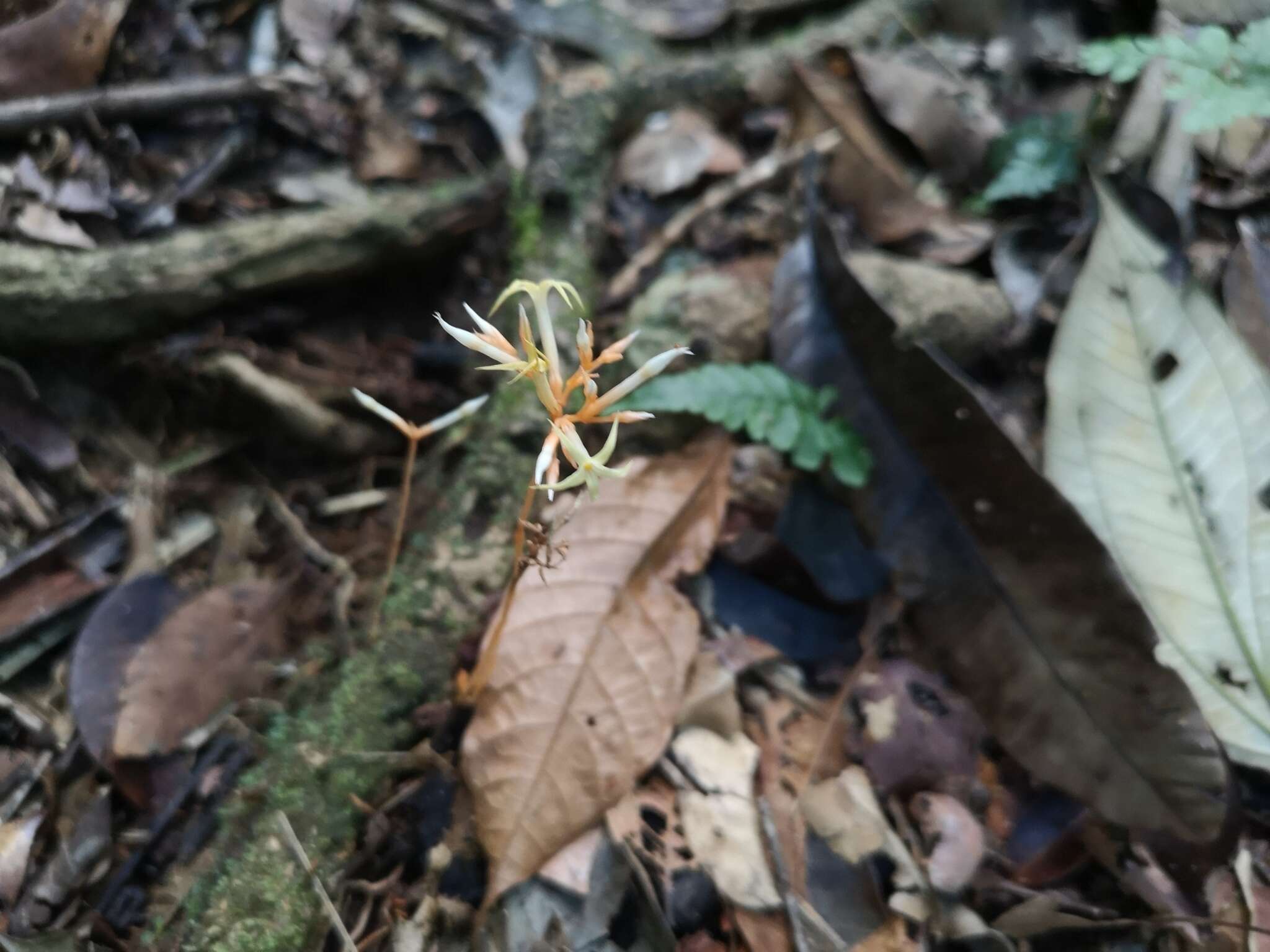 Image of Voyria corymbosa Splitg.