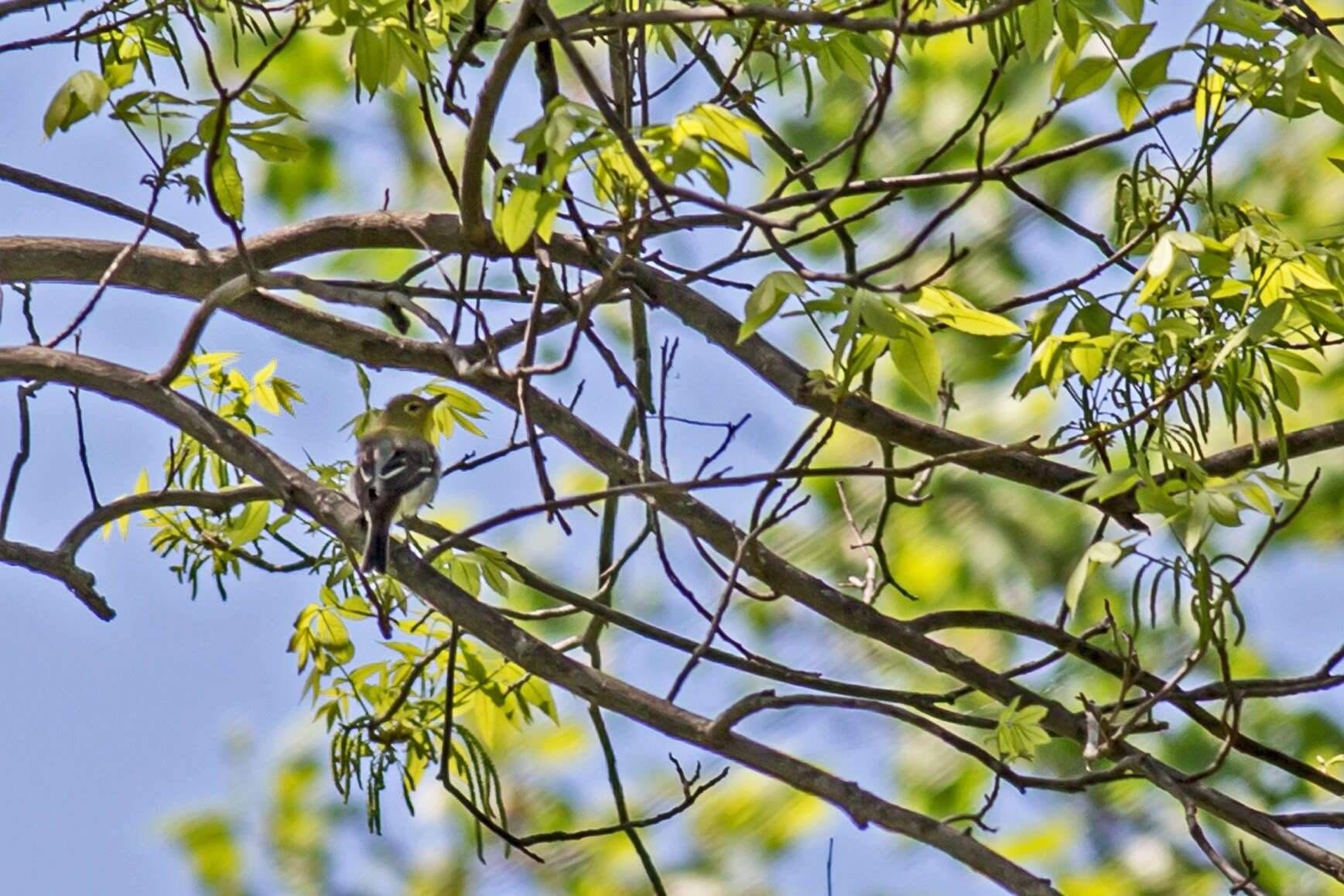 Sivun keltarintavireo kuva