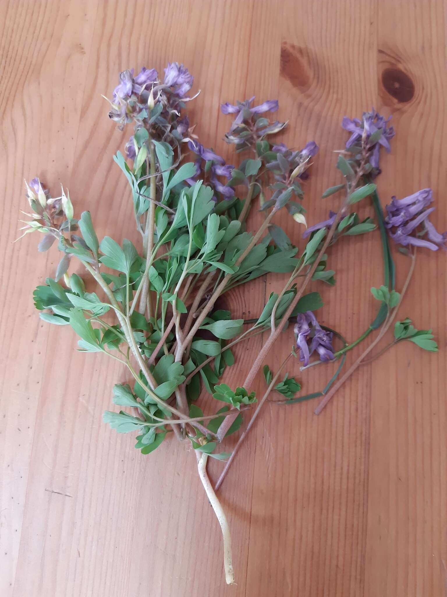 Image of Corydalis hausmannii Klebelsberg