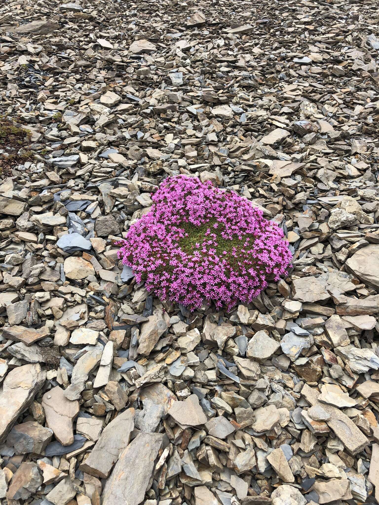 Image of cliff dwarf-primrose