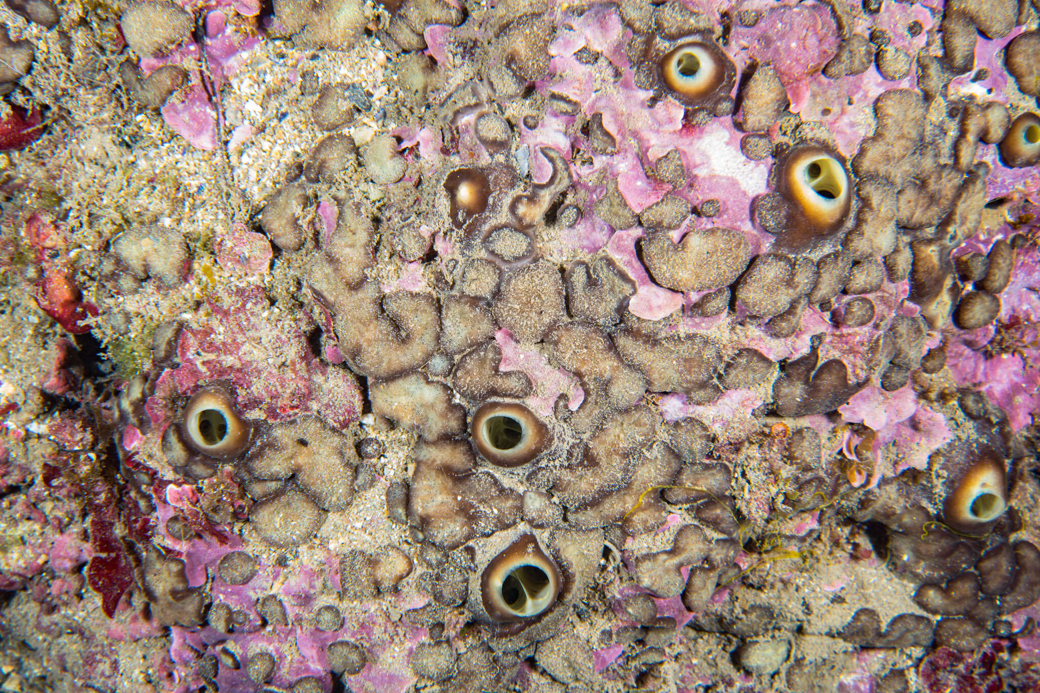 Image of green boring sponge