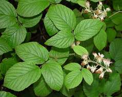 Image of Rubus angloserpens E. S. Edees & A. Newton