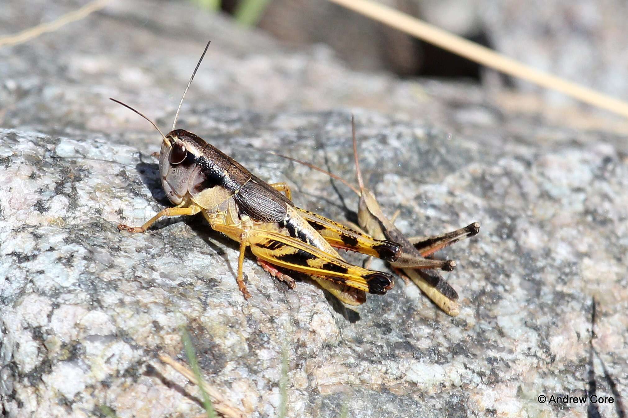 Plancia ëd Acantherus piperatus Scudder & S. H. 1902