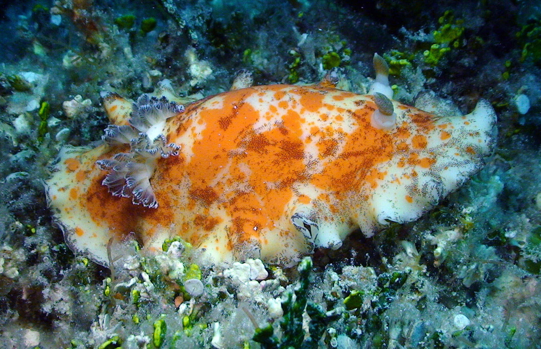 Image of Platydoris cinereobranchiata Dorgan, Valdés & Gosliner 2002