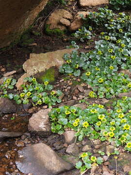 Imagem de Ranunculus pinguis Hook. fil.