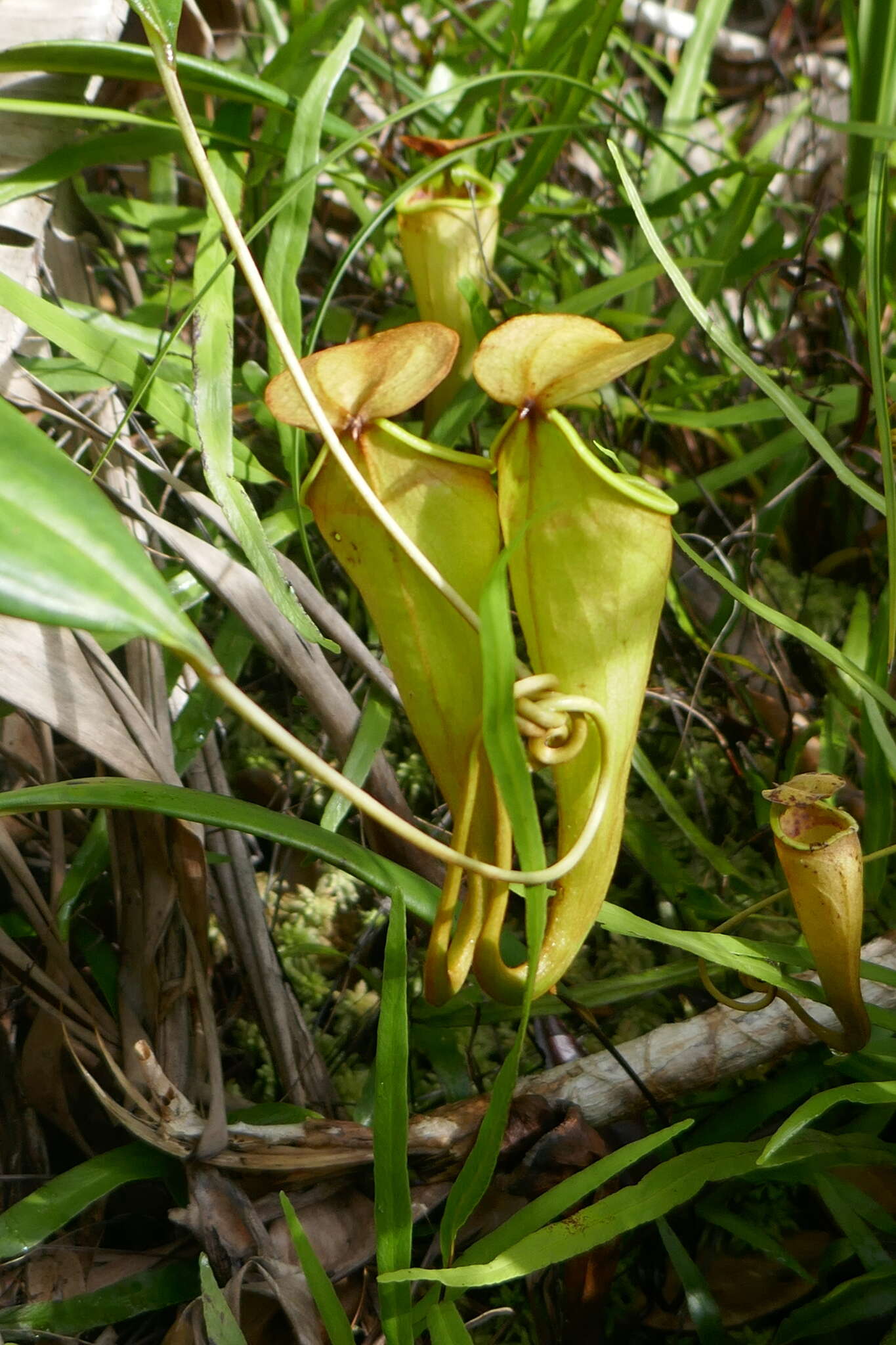 Image of Madagascar pitcher plant