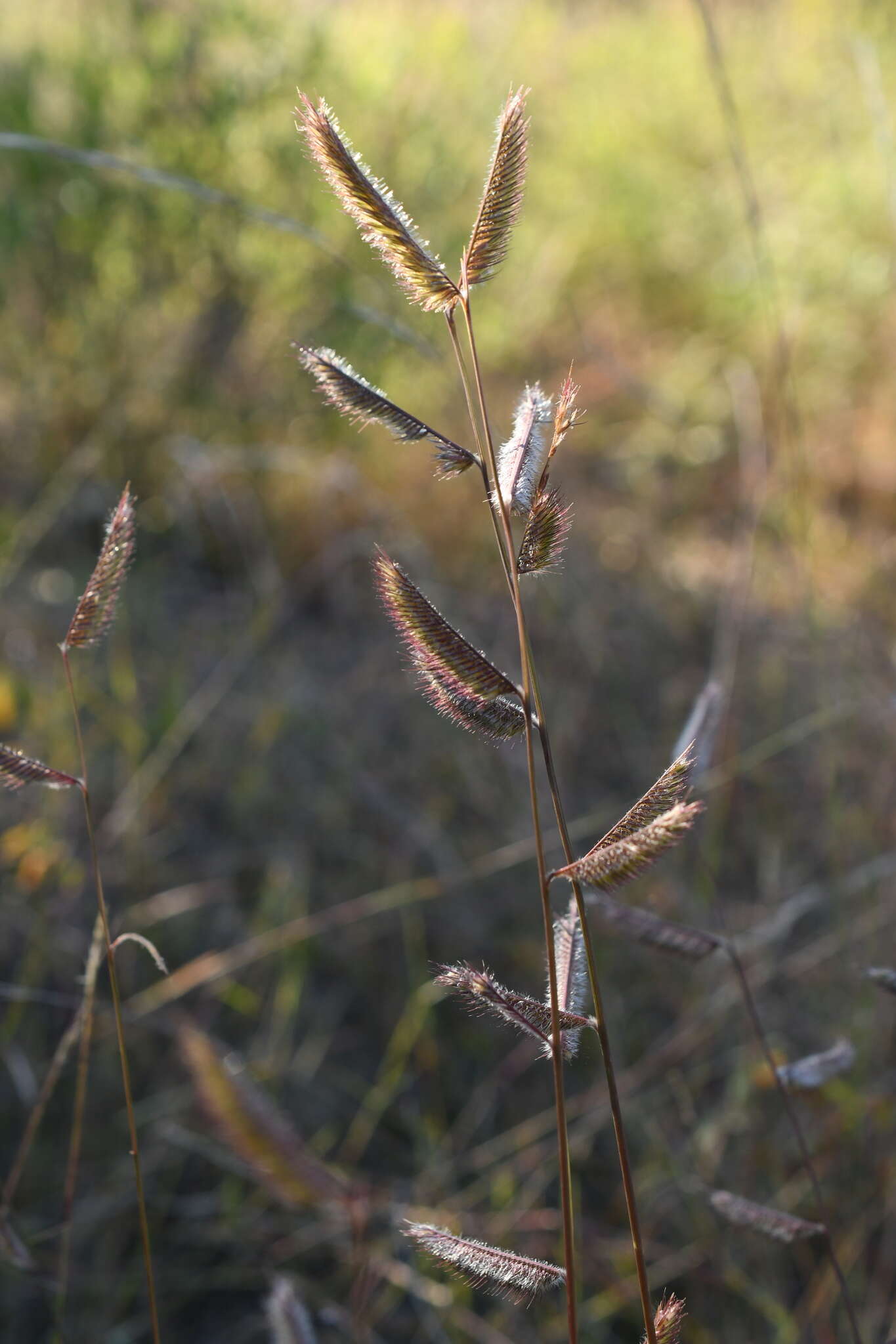 Image of tall grama