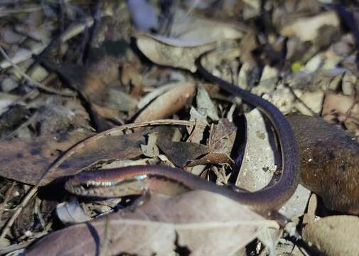 Image of Scincella cherriei ixbaac (Stuart 1940)