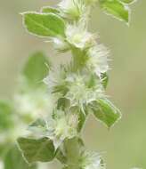 Image de Amaranthus undulatus R. Br.