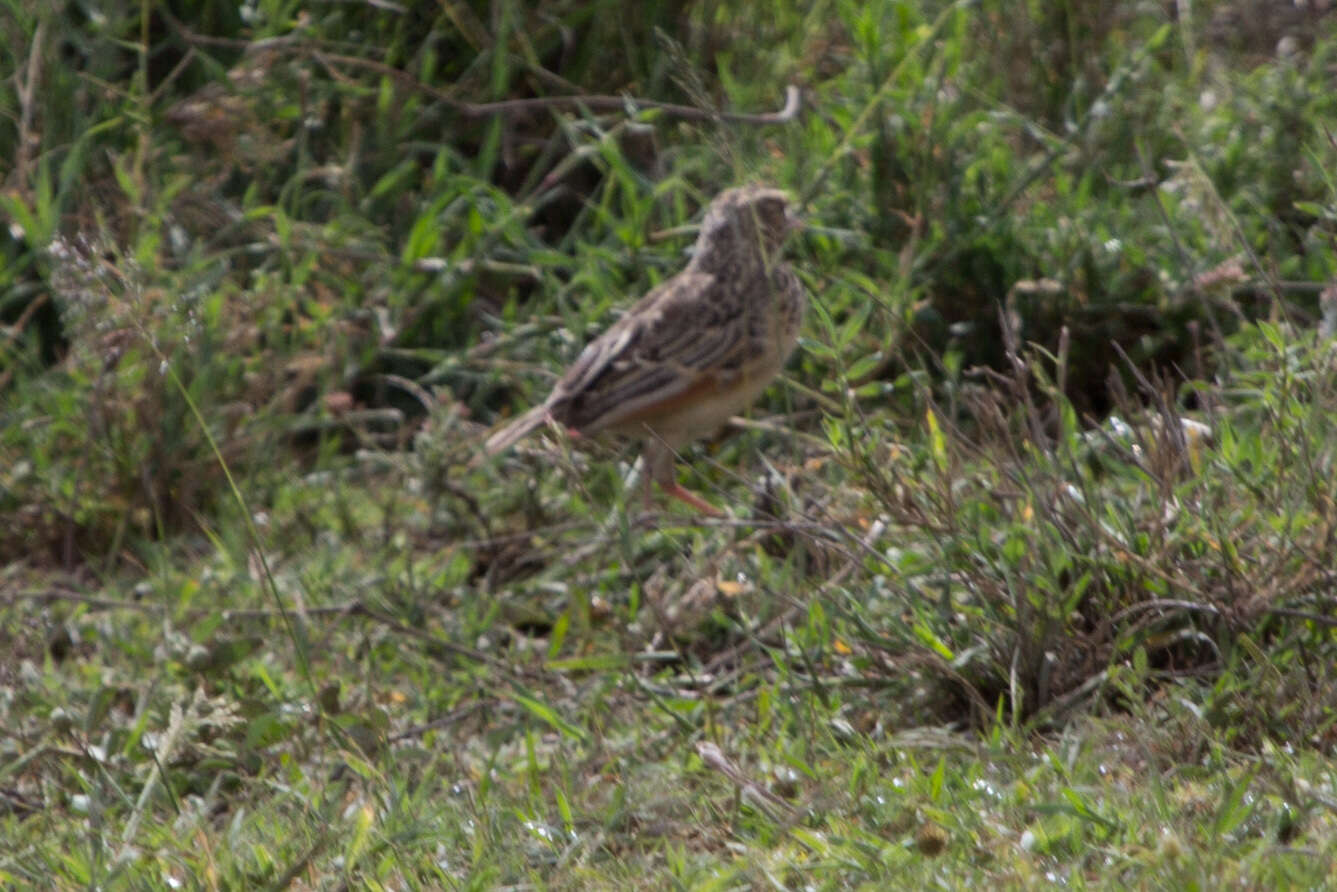 Image of Rufous-naped Lark