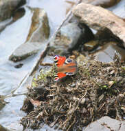 Image of Aglais io geisha (Stichel 1908)