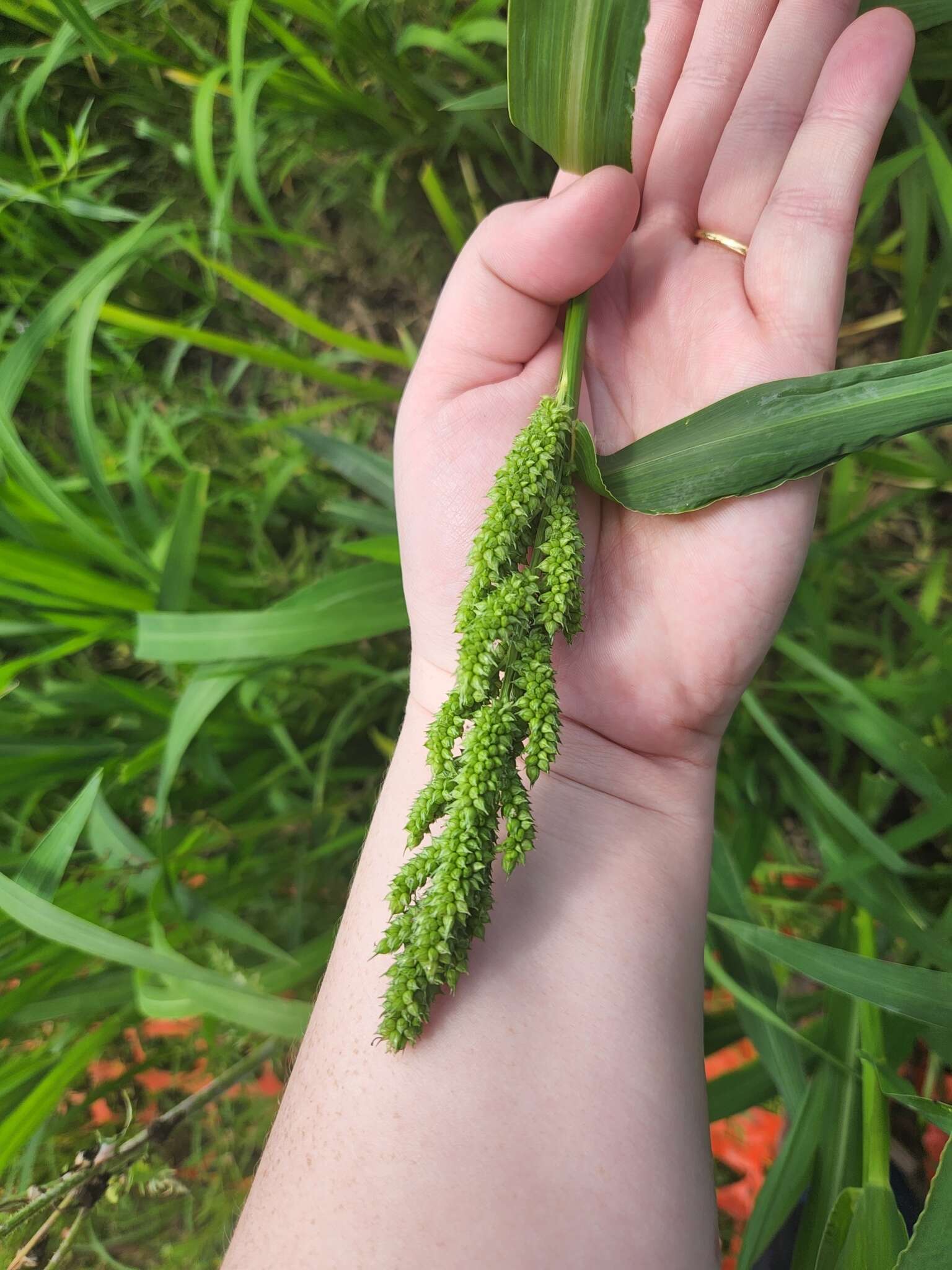 Echinochloa esculenta (A. Braun) H. Scholz resmi