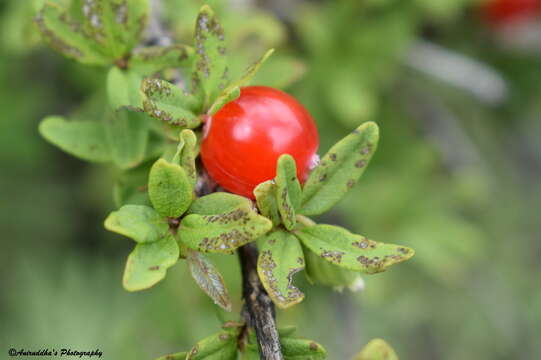 صورة Lonicera angustifolia Wall.