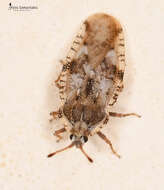 Image of spear thistle lacebug