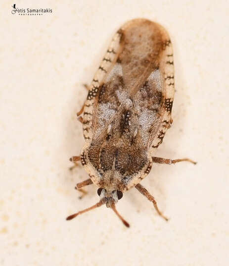 Image of spear thistle lacebug