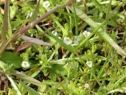 Image of Dwarf Popcorn-Flower