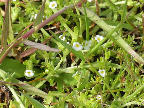 Слика од Plagiobothrys humistratus (Greene) I. M. Johnst.