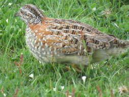 Image of Painted Buttonquail