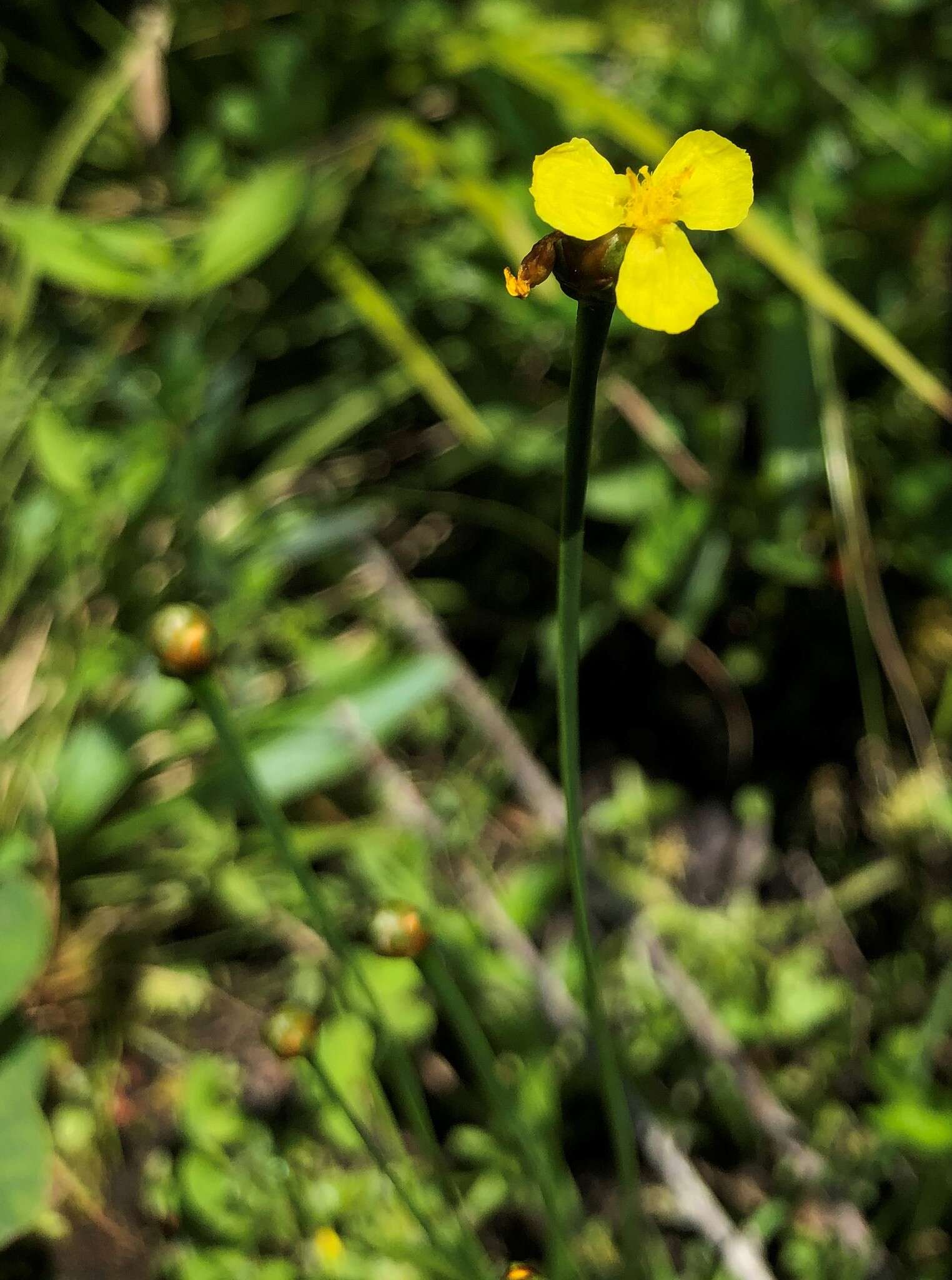 Image of bog yelloweyed grass