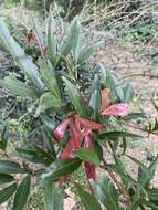 Image of Zygia longifolia (Willd.) Britton & Rose