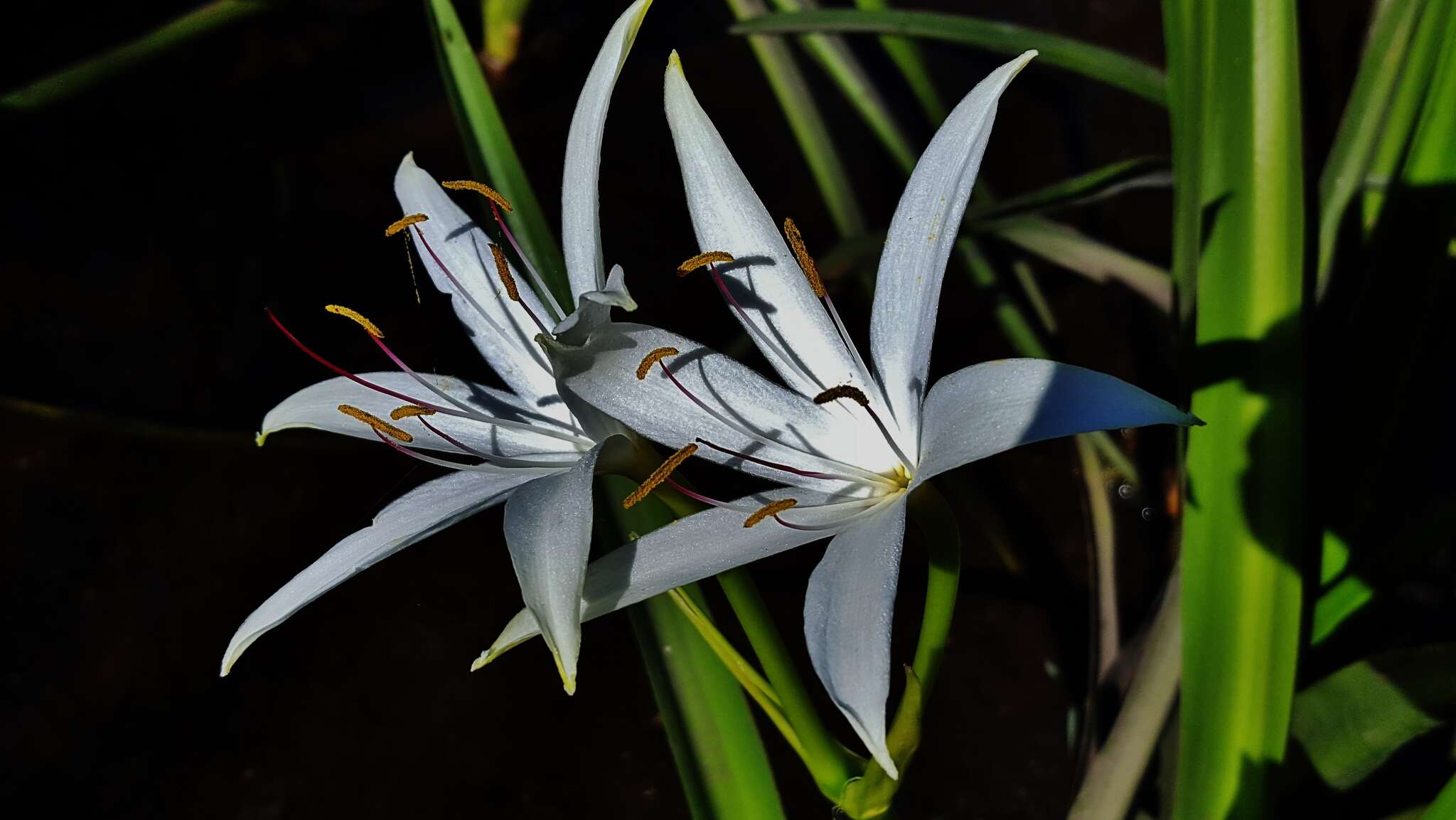 Image de Crinum americanum L.