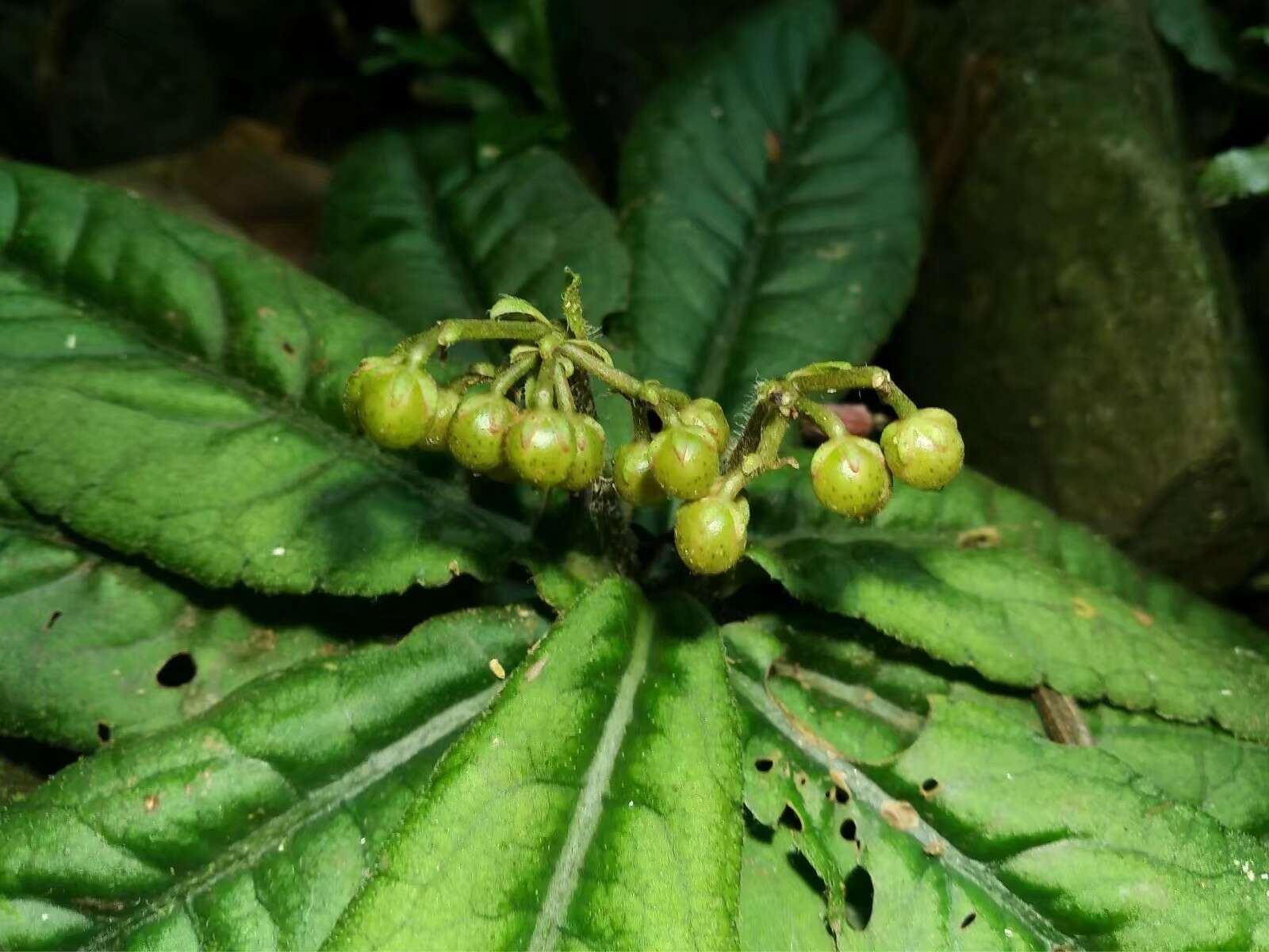 Ardisia omissa C. M. Hu的圖片