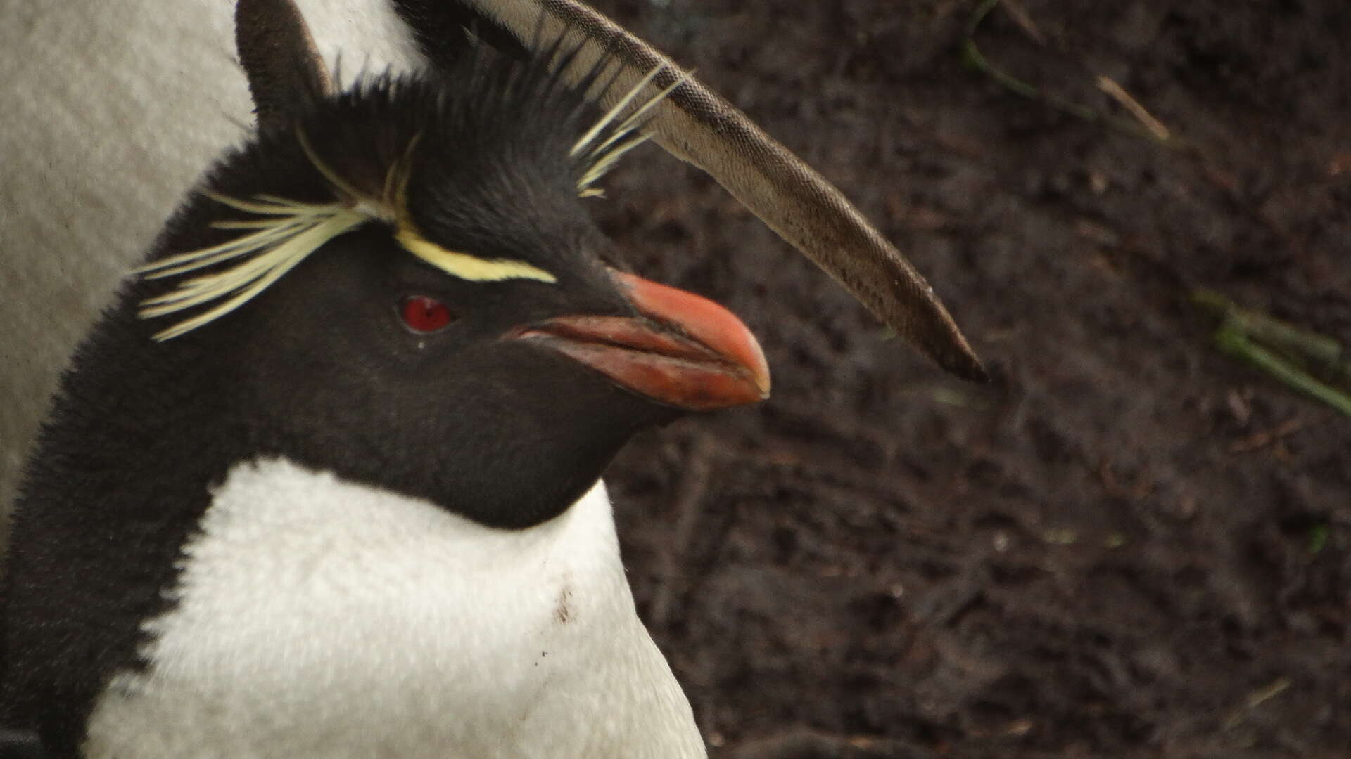 Image of American Southern Rockhopper Penguin