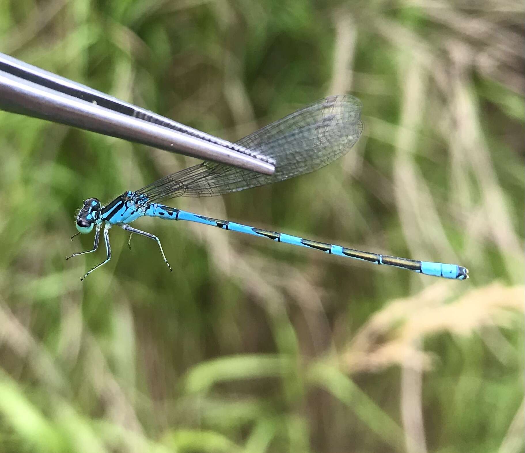 Coenagrion lanceolatum (Selys ex Selys & McLachlan 1872) resmi