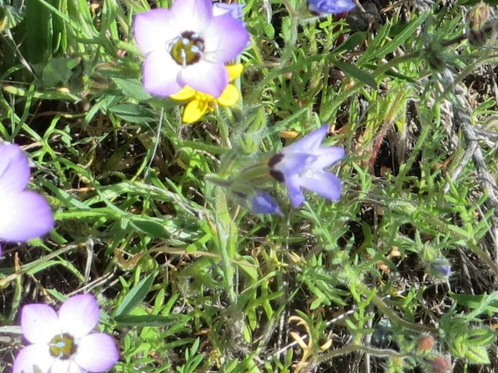 Image of bird's-eye gilia