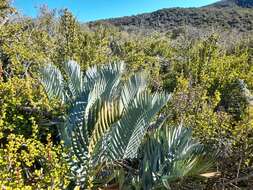 Image of Karoo cycad