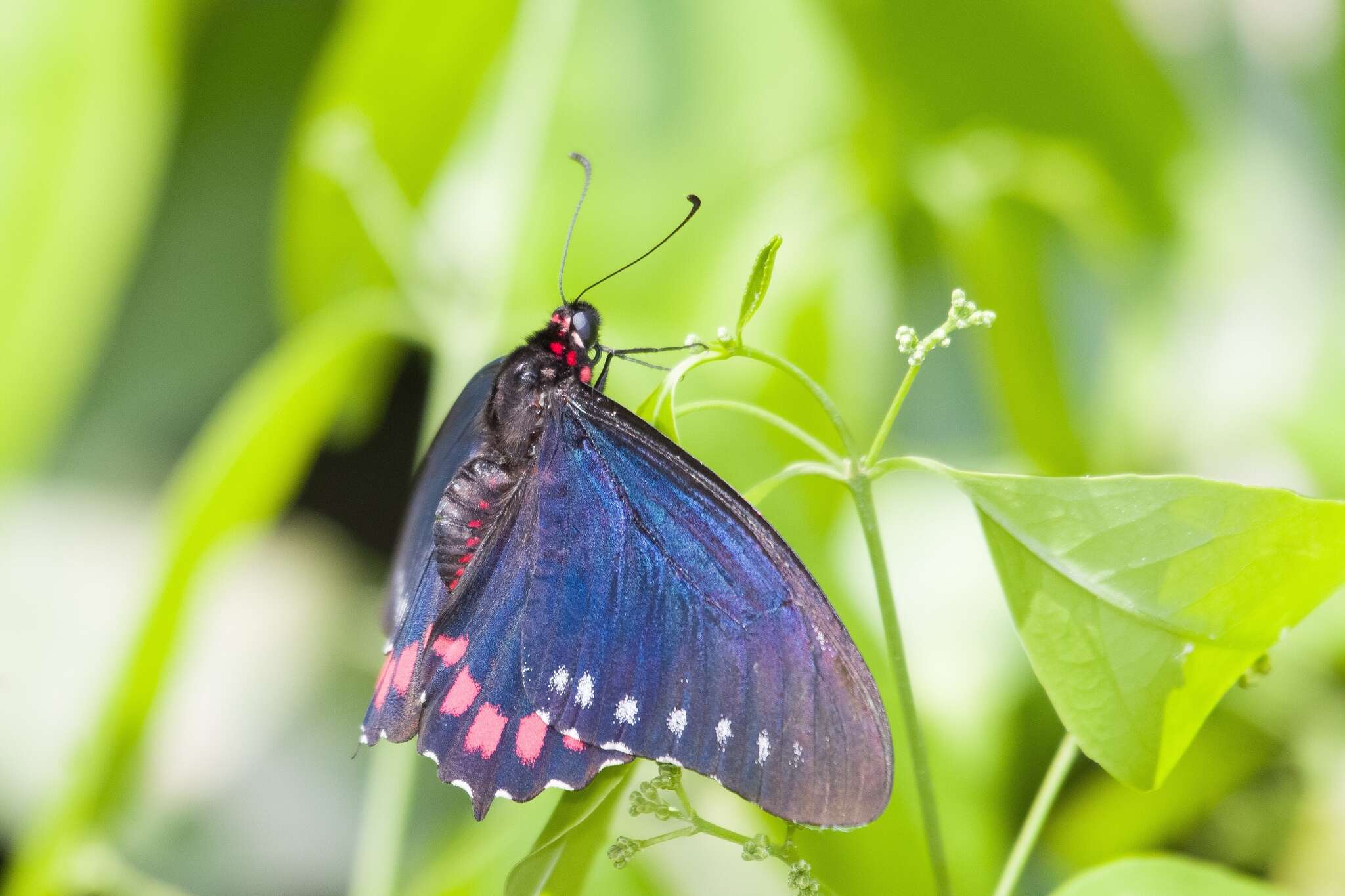 Mimoides phaon (Boisduval 1836)的圖片