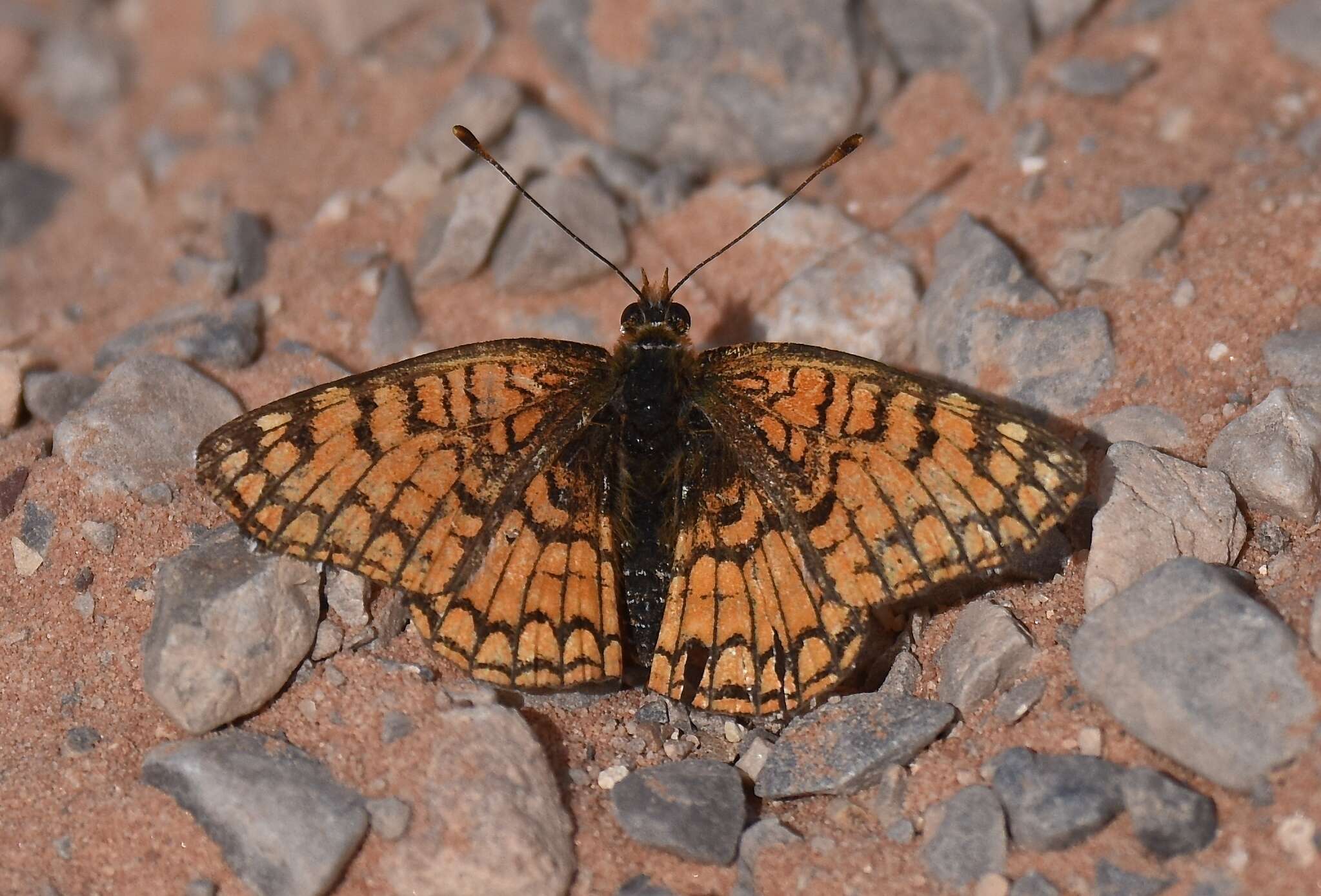 Image of Sagebrush Checkerspot