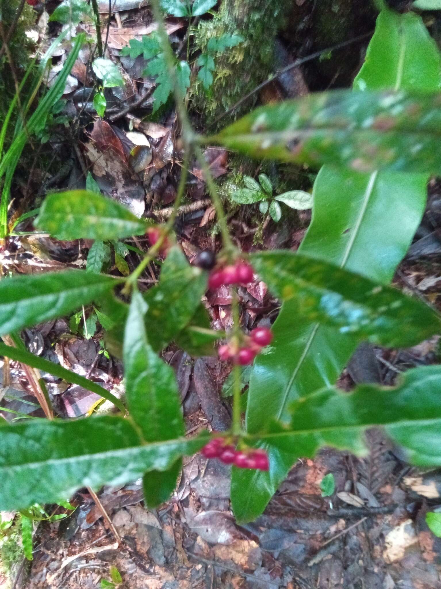 Image of Pauridiantha paucinervis (Hiern) Bremek.