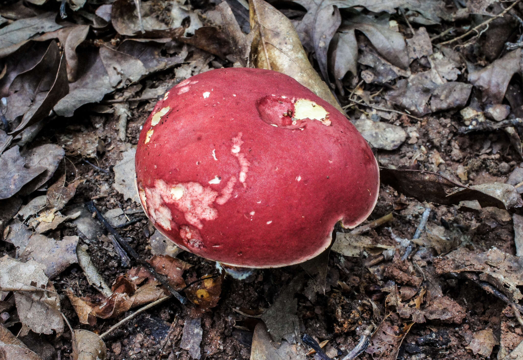 Image of Boletus roodyi B. Ortiz, D. P. Lewis & Both 2009