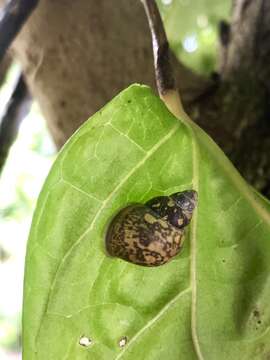 Image of Tree Snail