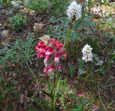 Imagem de Pedicularis cystopteridifolia Rydb.