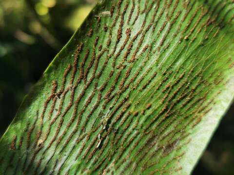 Image of Antrophyopsis boryana (Willd.) Schuettp.