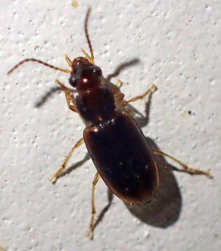 Imagem de Bradycellus (Stenocellus) californicus (Le Conte 1857)