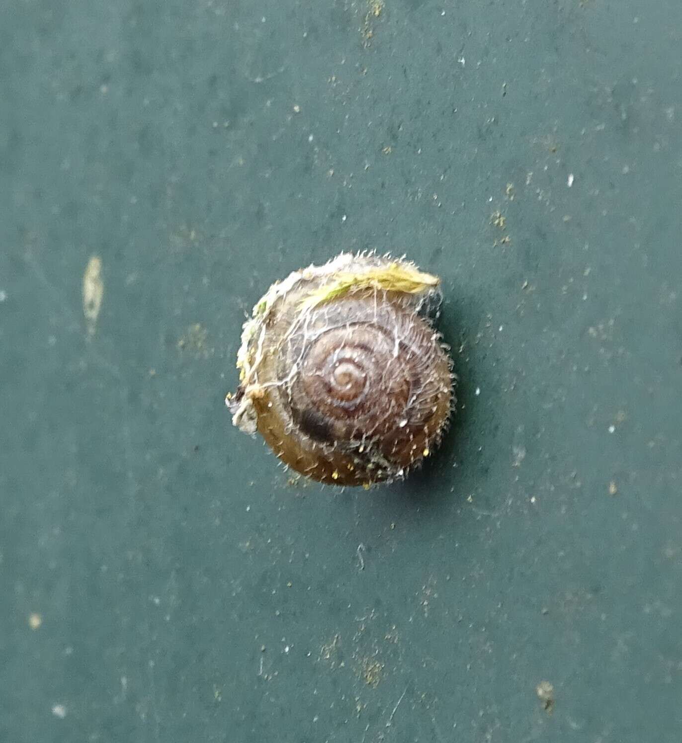 Image of Hairy Snail