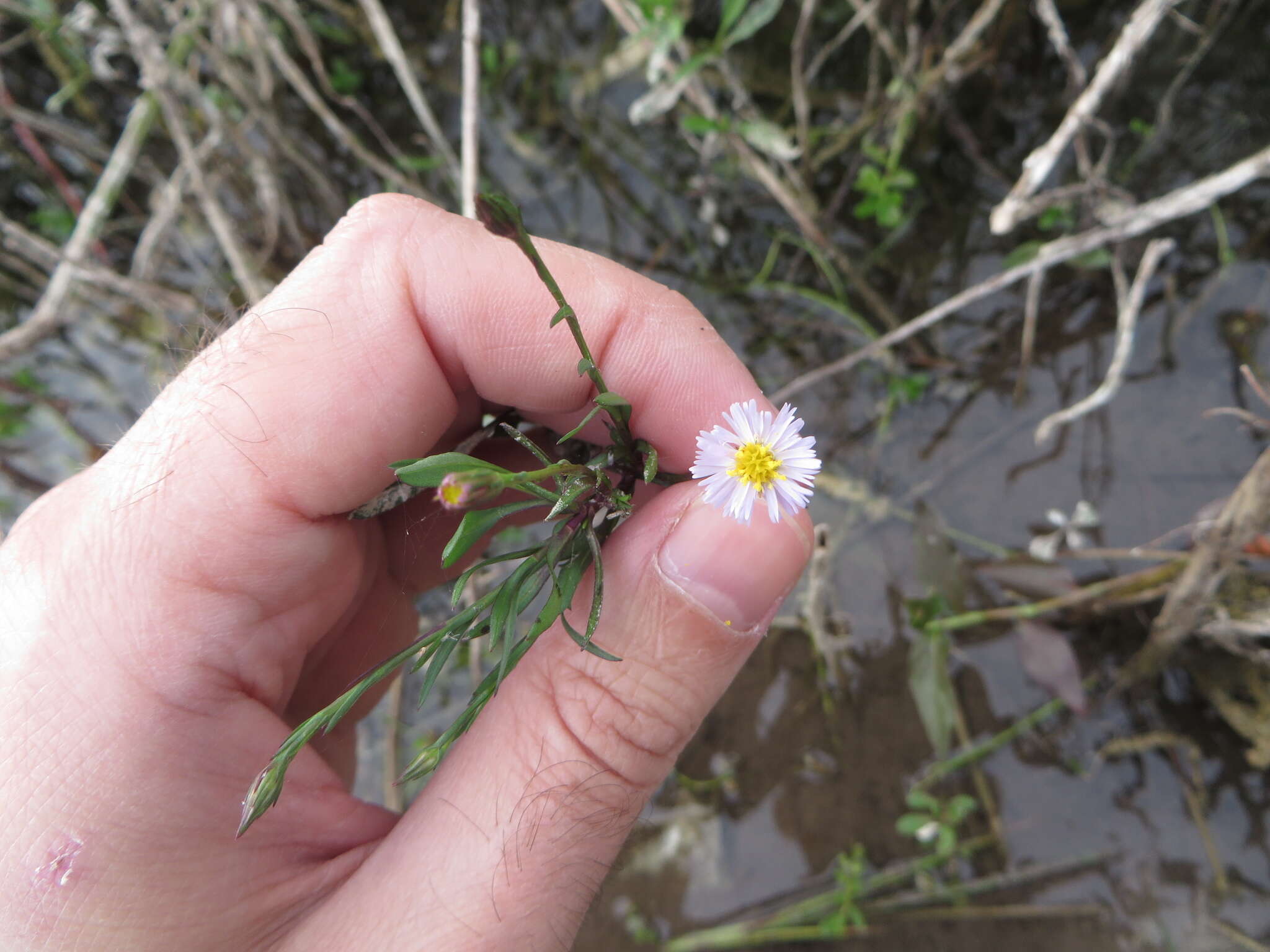 Image of Island American-Aster