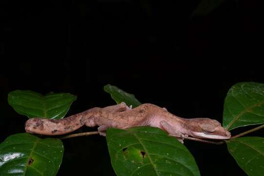 Image of Cat geckos