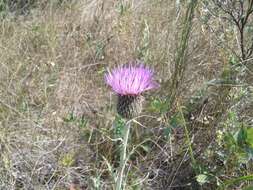 Image de Cirsium flodmanii (Rydb.) Arthur